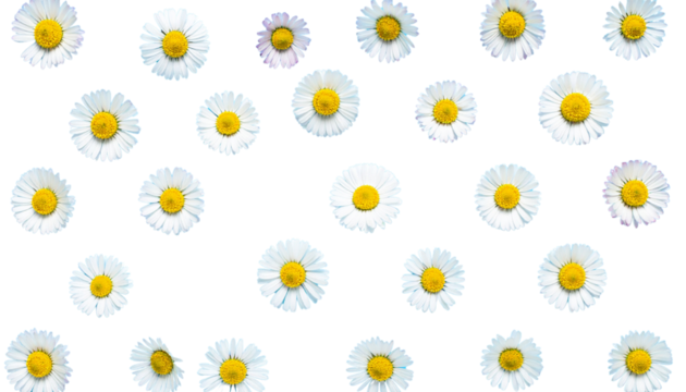 Daisies with white petals and yellow centers create vibrant and cheerful pattern against transparency background, evoking feelings of freshness and natural beauty