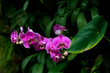 Beautiful pink orchid and green leavs growing in a greenhouse.