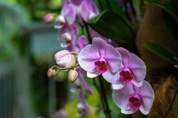 Beautiful pink orchid and green leavs growing in a greenhouse.