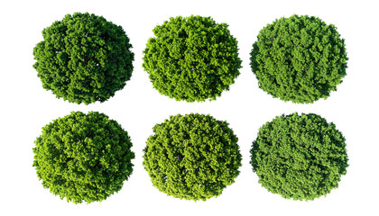 Lush green foliage showcases variety of tree tops, creating vibrant and natural landscape. dense clusters of leaves provide sense of tranquility and connection to nature