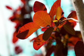 Smoke Tree or Cloud Tree Cotinus Coggygria autumn leaves.