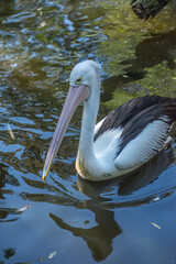 pelican 2