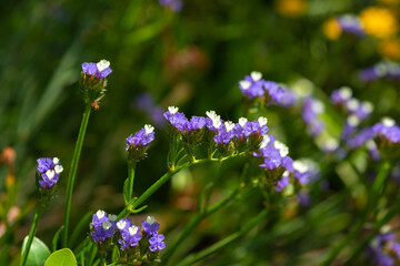 Purple and white Statice flowers in the garden, close-up with a blurred background.