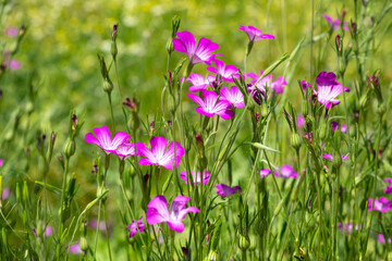 Corn cockle (Agrostemma githago) flowers on the spring field.