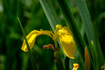 Iris pseudacorus yellow flag, yellow iris on banks of landscape. Yellow Iris pseudacorus flower on blurry dark green background. Selective focus. Close-up.
