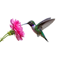 Fototapeta premium Hummingbird and Pink Flower: Stunning Nature Photography on transparent background
