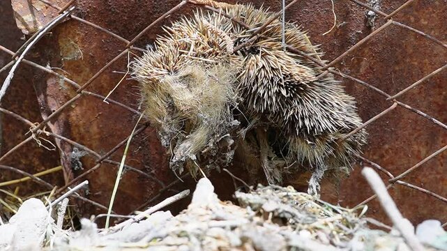 Dead Hedgehog