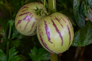 Fresh pepino melon (melon pear, pepino dulce) on the tree