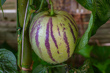 Closeup fresh pepino melon (melon pear, pepino dulce) on the tree