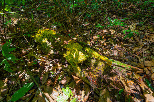 Yellow slime mold / mould (physarum sp) glowing on decay log in tropical rain forest