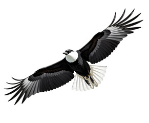 Obraz premium Bird in Flight, Black and White, Transparent Background