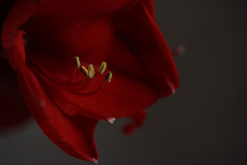 Red amaralis flower on a gray background