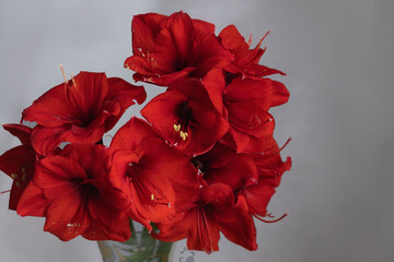 Red amaralis flower on a gray background