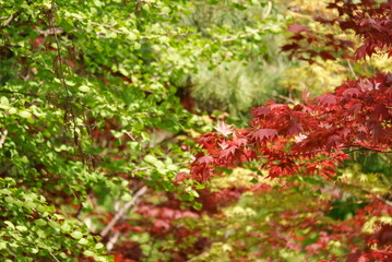 Lush vibrant red and green leaves in a tranquil garden setting bathed in sunlight