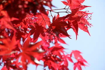 Vibrant Red Maple Leaves Against a Blue Sky