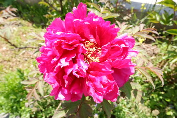 Vibrant Pink Peony Blossom in Sunlight Closeup View