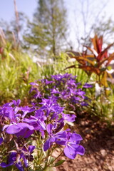 Lush vibrant purple flowers burst into bloom in a sundrenched garden showcasing their rich hues