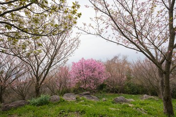Obraz premium Cherry Blossom Trees in Full Bloom