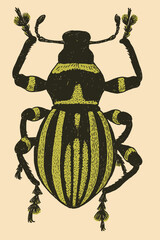 Detailed Insect Illustration Black and Green Stripes on Beige Background