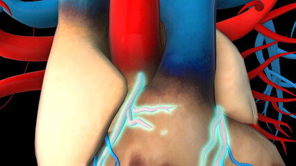 Human heart coronary artery anatomy for medical concept 3D rendering