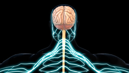 human brain central nervous system anatomy for medical concept 3D rendering