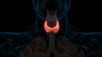Endocrine thyroid gland anatomy for medical concept 3D rendering
