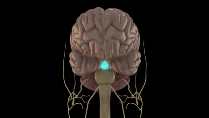 human brain pituitary gland anatomy for medical concept 3D rendering