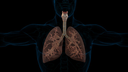 human lungs respiratory system anatomy for medical 3D rendering