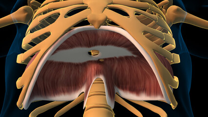 respiratory diaphragm anatomy for medical concept 3D rendering