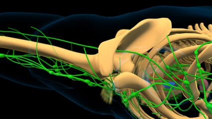 human lymph nodes anatomy for medical concept 3D rendering