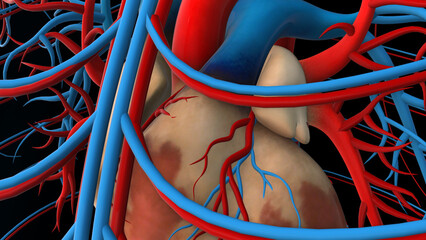 Human heart circulatory system anatomy for medical concept 3D rendering