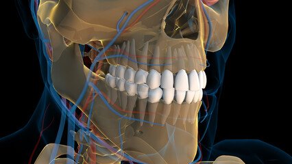 Human teeth anatomy for medical concept 3D rendering