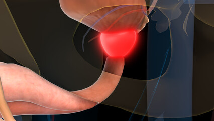 human urinary system prostate gland anatomy for medical concept 3D rendering