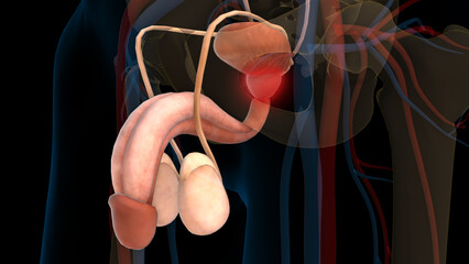human urinary system prostate gland anatomy for medical concept 3D rendering