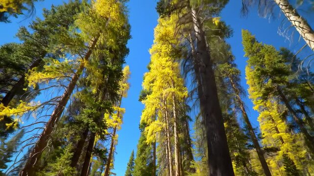 Towering yellow-leaved trees reaching towards a clear blue sky in a serene forest setting - yellow pine