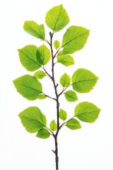 A vibrant branch with fresh green leaves against a white background