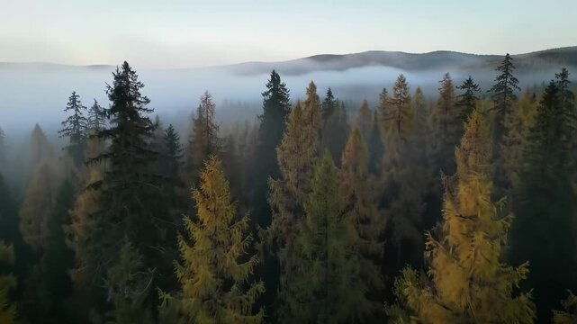 Aerial view of misty forest landscape at dawn with vibrant trees and mountains in the background - yellow pine