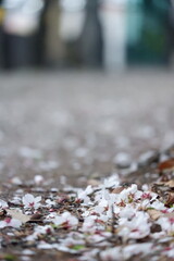 Fragile white blossoms delicately contrast the blurred gritty urban backdrop