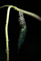 Aphids on the leaf and stem of a honeysuckle (Lonicera) on black background. Selective focus