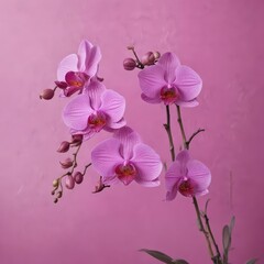 Obraz premium Elegant purple orchid spray contrasted by a textured pink surface Botanical beauty in simple, contrasting colors , bloom, contrast, orchid