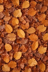 Crisp brown leaves piled high, isolated on white , crisp, compost, photo