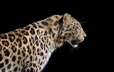 Powerful spotted leopard in profile against a black background.