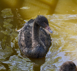 Fototapeta premium Portrait of a juvenile black swan cygnet swimming in muddy water. Young bird in natural wildlife setting