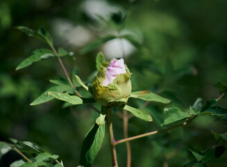 A close-up of a peony bud just starting to open, with soft pink petals peeking through green sepals