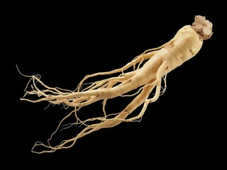 Isolated ginseng root with slender rootlets against a stark black background in a studio setting