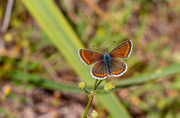 Brown Multi-Eyed Butterfly (Polyommatus agestis) on a plant