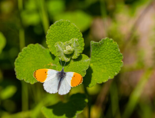Orange Ornate Butterfly (Anthocharis cardamines) on plant