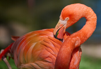 A vibrant pink flamingo stands on one leg, its neck gracefully curved as it rests in a lush green...
