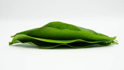 Daun Salam &ndash; Indonesian Bay Leaf PNG 