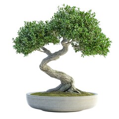 bonsai tree in pot